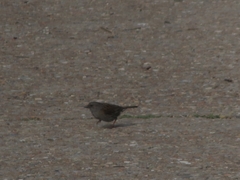 Prunella modularis occidentalis