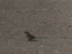 Prunella modularis occidentalis