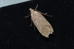 Dichomeris ventrellus