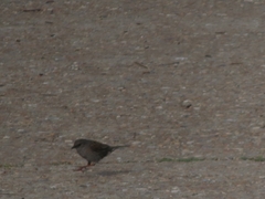 Prunella modularis occidentalis