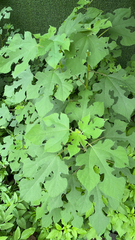 Broussonetia papyrifera