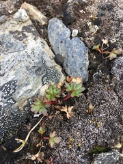 Ranunculus glacialis