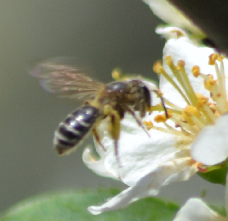 Mining Bees from 100 Bancroft St, Omaha, NE 68108, United States on May ...