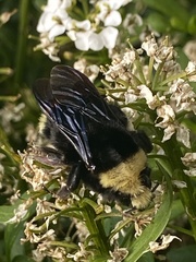 Bombus