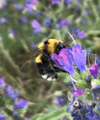 Bombus argillaceus