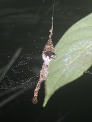 Spilasma duodecimguttata