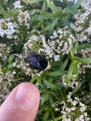 Bombus
