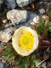 Ranunculus glacialis