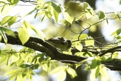 Vireo solitarius