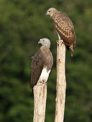 Grey-Headed Fish Eagle photo 2