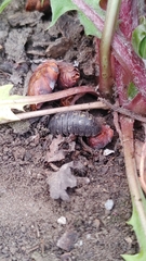 Armadillidium vulgare