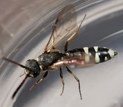 Sapyga martinii