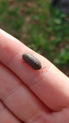 Armadillidium vulgare