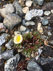 Ranunculus glacialis