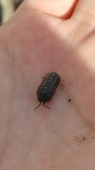 Armadillidium vulgare