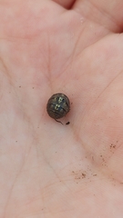 Armadillidium vulgare