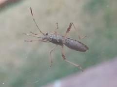 Burtinus notatipennis