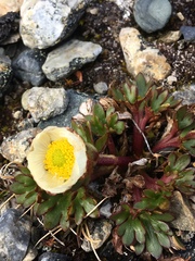 Ranunculus glacialis