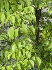 Cornus capitata