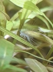 Peltodytes edentulus