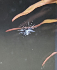 Peltodytes edentulus