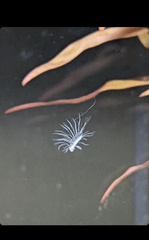 Peltodytes edentulus