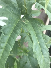 Magnoliopsida