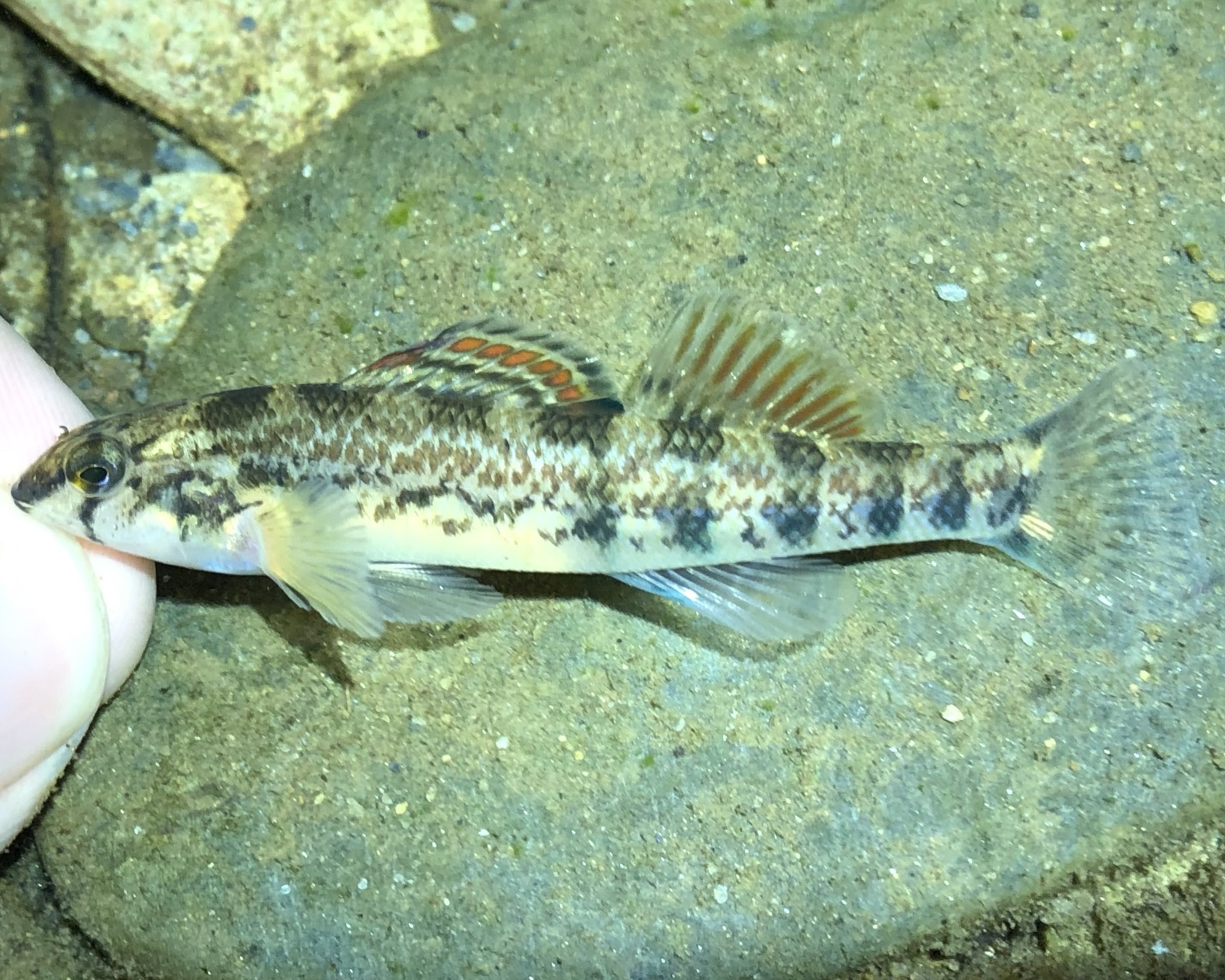 Etheostoma Coosae Fowler 1945