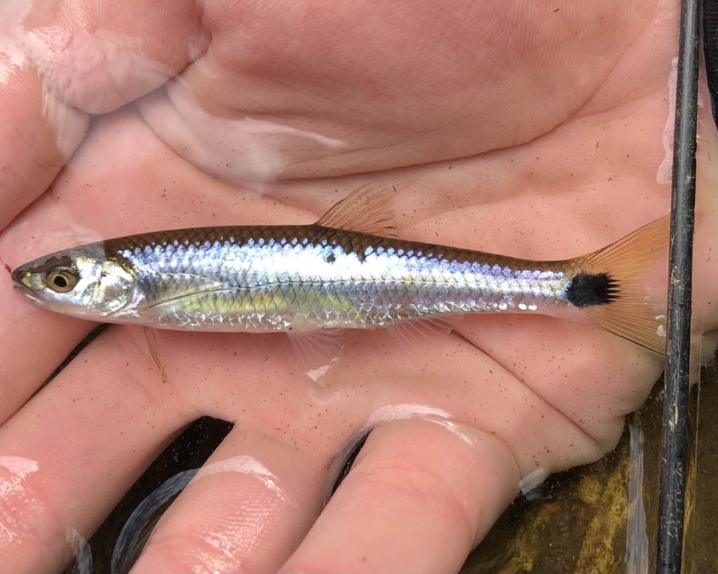 Mobile Blacktail Shiner
