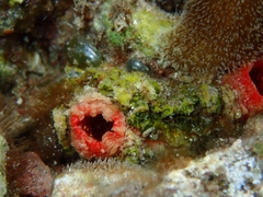 Pyuridae