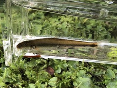 Phenacobius catostomus