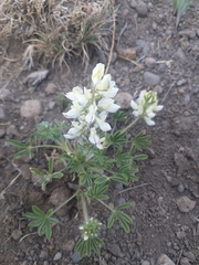 Lupinus malacophyllus