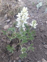 Lupinus malacophyllus
