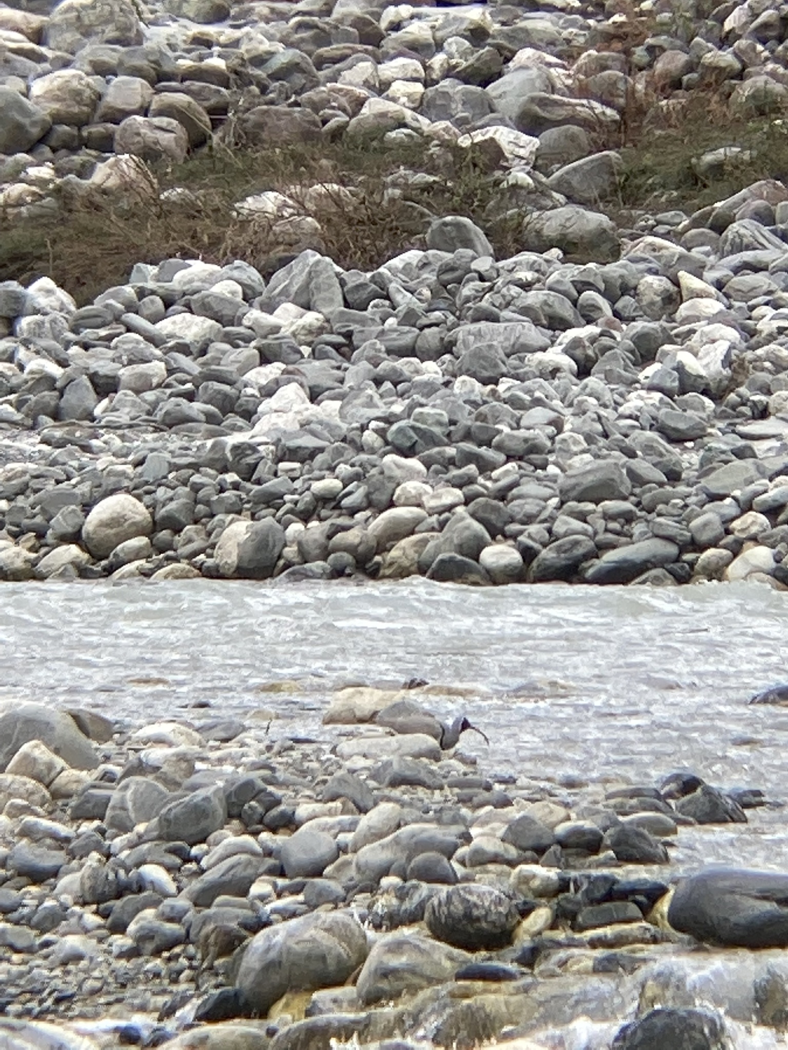 Ibisbill
