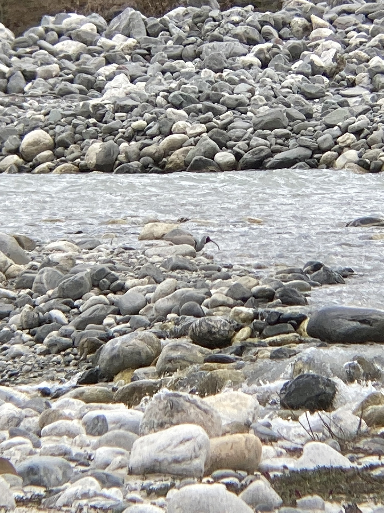 Ibisbill