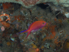 Pyronotanthias smithvanizi