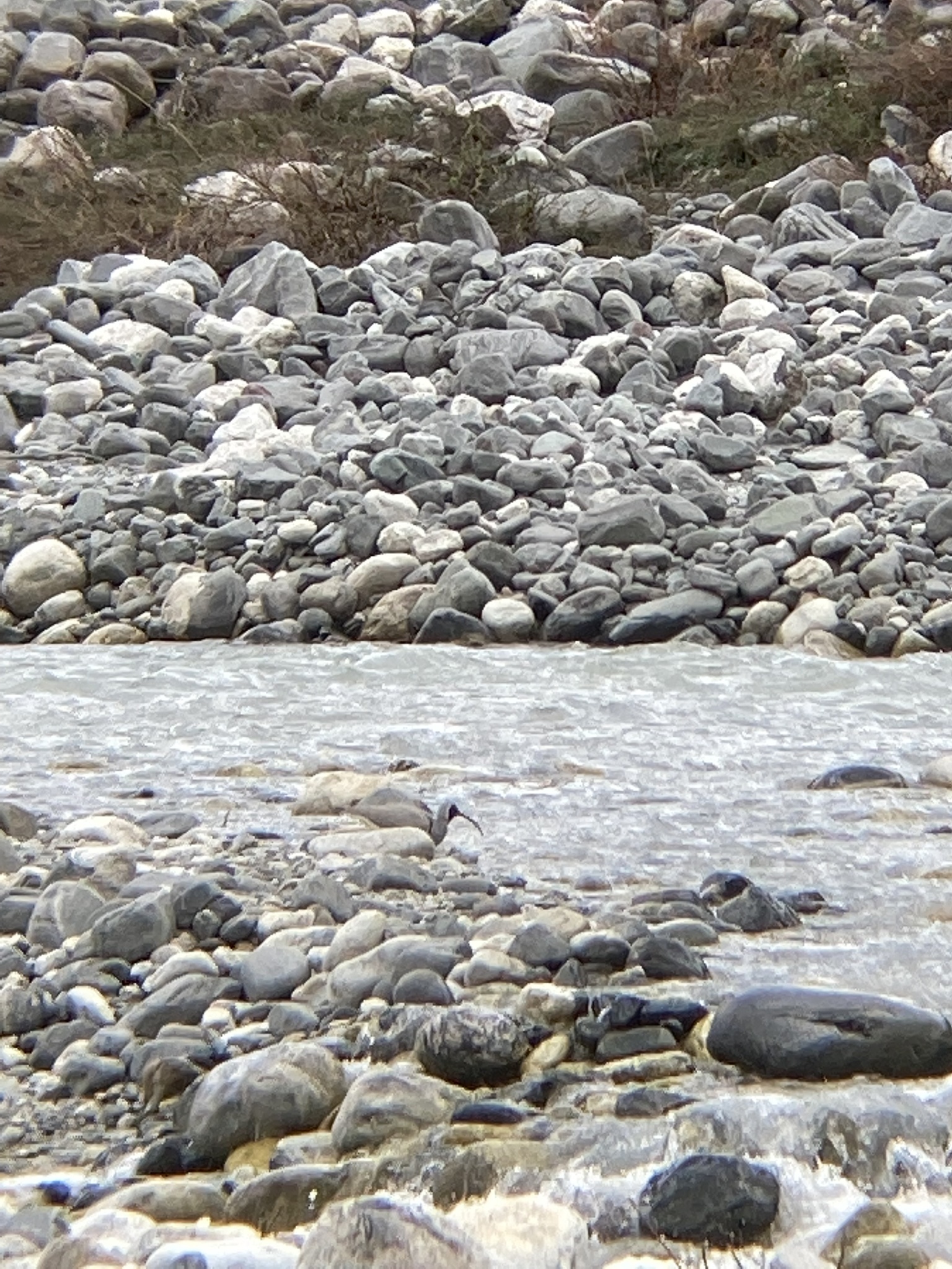 Ibisbill