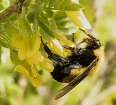 Bombus nevadensis