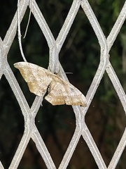 Hyposidra infixaria