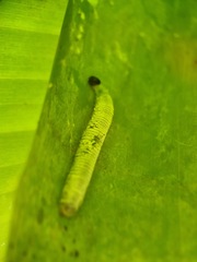 Erionota thrax