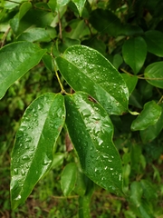Dicella nucifera