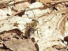 Andrena carlini