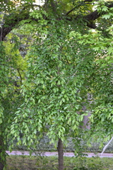 Prunus pendula