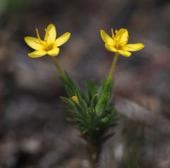Leptosiphon acicularis