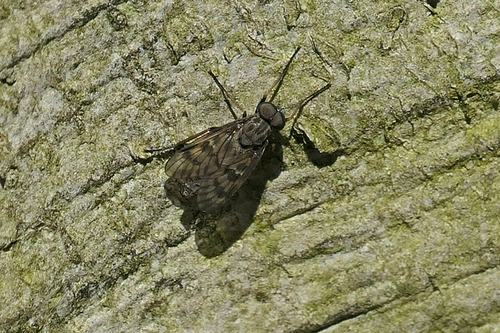 Rhagio plumbeus