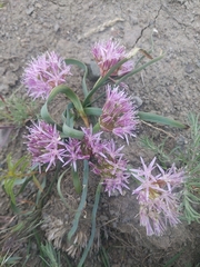 Allium anceps