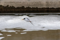 Sternula antillarum browni