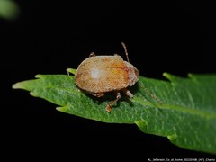 Demotina modesta