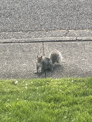 Sciurus carolinensis