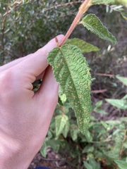Commersonia dasyphylla